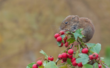 Картинка животные крысы +мыши мышь грызун ветка ягоды