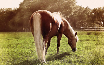 Картинка животные лошади лето конь поле