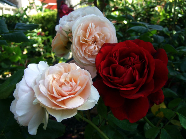 Обои картинки фото цветы, розы, чайные, красный