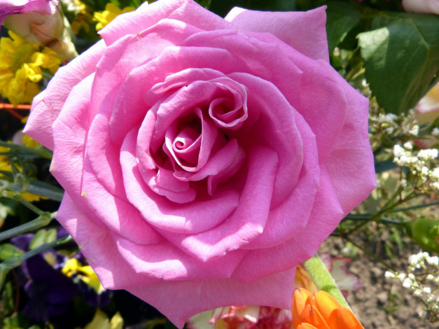 Обои картинки фото цветы, розы, макро, розовый