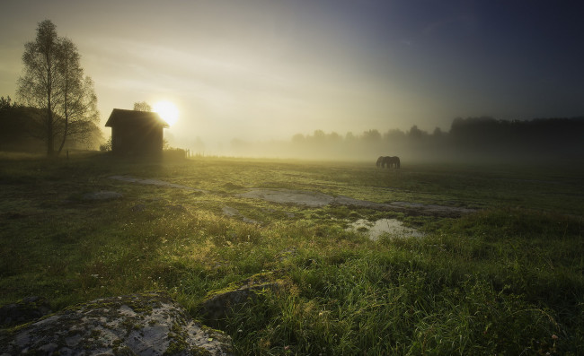 Обои картинки фото животные, лошади, дом, пейзаж, кони, природа, туман, поле, утро