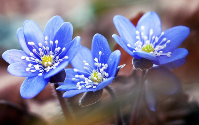 Обои картинки фото цветы, анемоны,  сон-трава, бутоны, первоцветы, синие