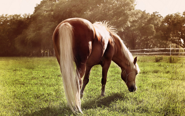 Обои картинки фото животные, лошади, лето, конь, поле