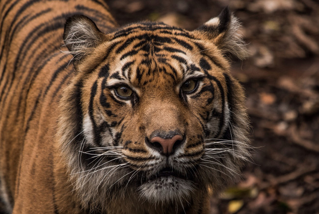 Обои картинки фото животные, тигры, хищник