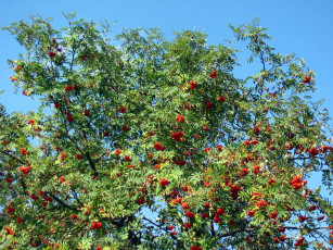 обоя природа, ягоды,  рябина, осень, рябина, дерево