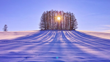 обоя природа, зима, снег, тень, деревья, солнце, поле
