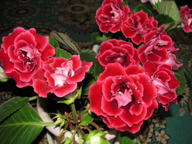 Обои картинки фото цветы, глоксиния , синнингия, розовая