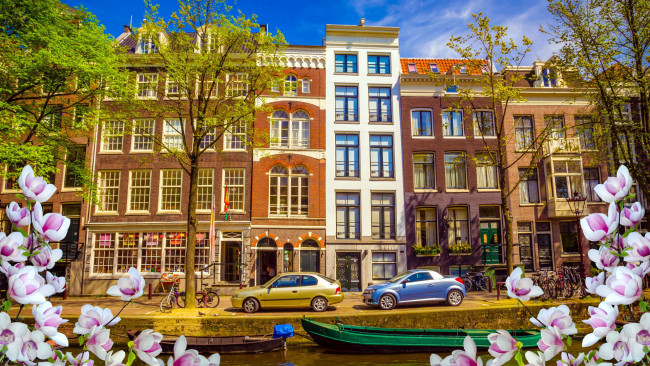 Обои картинки фото города, амстердам , нидерланды, весна, магнолия