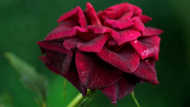 Обои картинки фото цветы, розы, красная, роза, макро