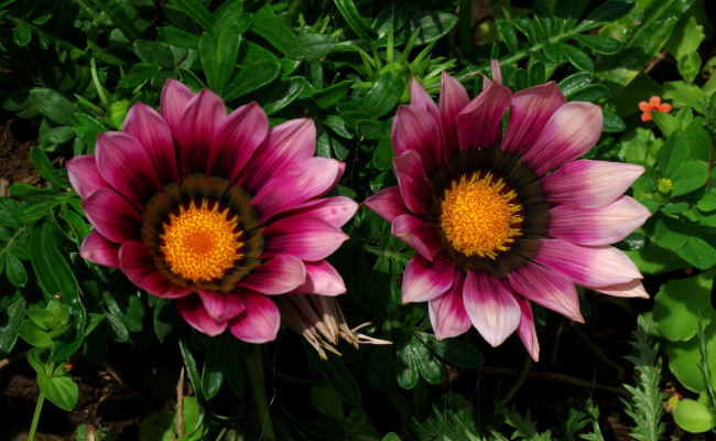 Обои картинки фото цветы, газания, макро, розовая, дуэт