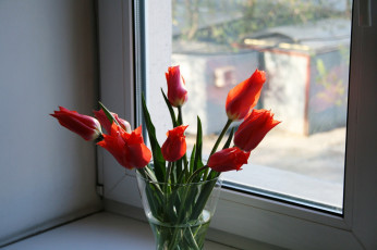 обоя цветы, тюльпаны, алые, бутоны, букет