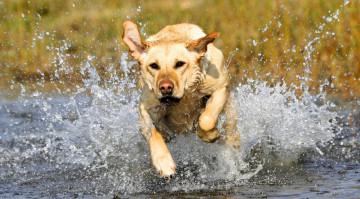 Картинка животные собаки собака бег брызги озеро