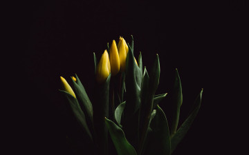 обоя цветы, тюльпаны, желтые, бутоны