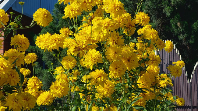 Обои картинки фото цветы, рудбекия, жёлтые