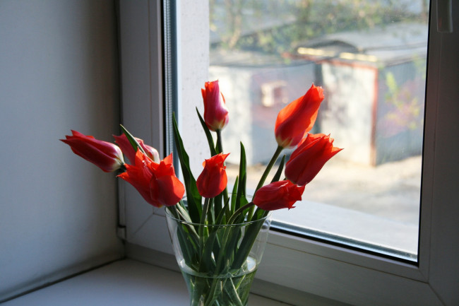 Обои картинки фото цветы, тюльпаны, алые, бутоны, букет
