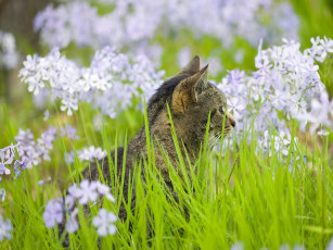 Картинка животные коты