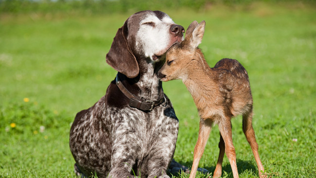 Обои картинки фото животные, разные, вместе, друзья, дружба, собака, оленёнок