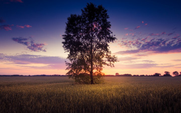 Картинка природа деревья поле закат