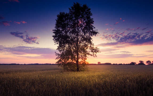 Обои картинки фото природа, деревья, поле, закат