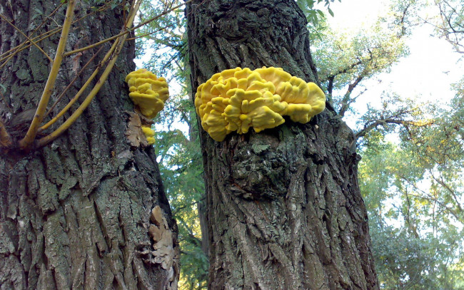 Обои картинки фото природа, грибы, дерево, гриб