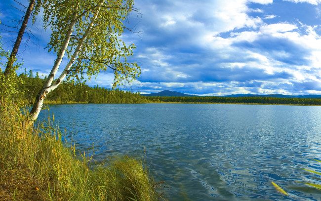 Обои картинки фото природа, реки, озера, береза, озеро, облака