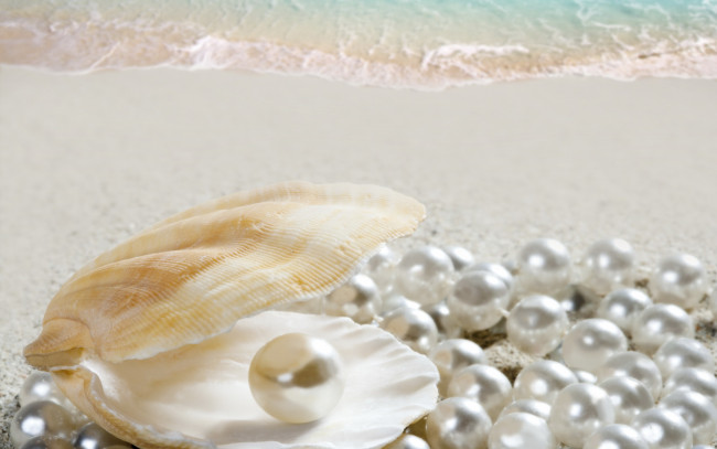 Обои картинки фото разное, ракушки,  кораллы,  декоративные и spa-камни, ракушка, жемчуг