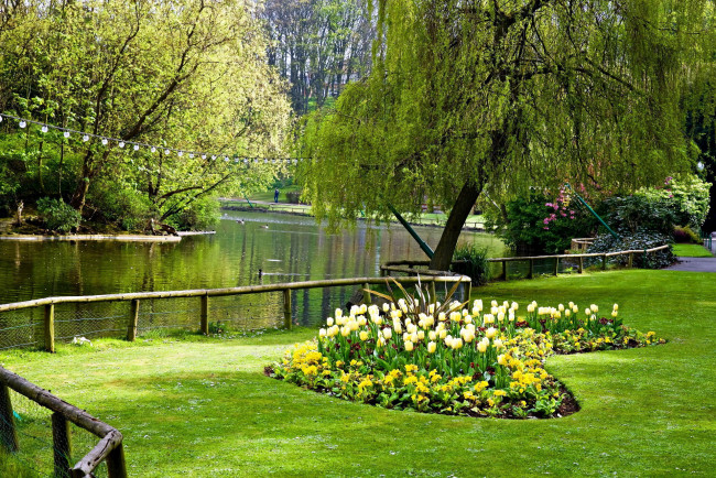 Обои картинки фото природа, парк, тюльпаны, клумба, ограждение, река