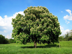 Картинка природа деревья цветущий весна луг дерево каштан