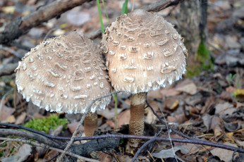 Картинка природа грибы гриб-зонтик