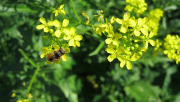 Картинка животные пчелы +осы +шмели пчела цветок