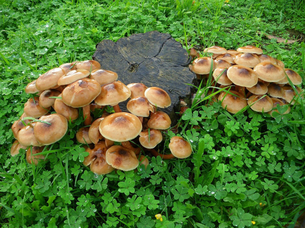 Обои картинки фото природа, грибы, много, пень, трава