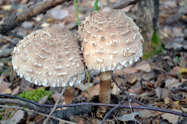 Обои картинки фото природа, грибы, гриб-зонтик