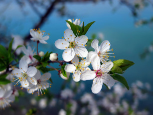 обоя цветы, цветущие деревья ,  кустарники, весна