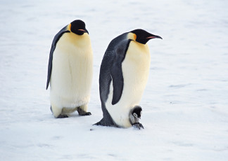 обоя животные, пингвины, пингвиненок, пара, лед, снег
