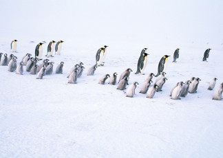 обоя животные, пингвины, снег, стая, пингвинята