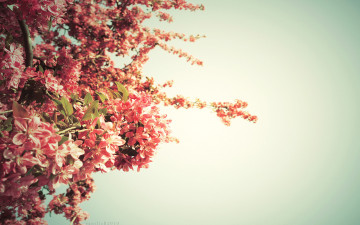 обоя цветы, цветущие деревья ,  кустарники, весна