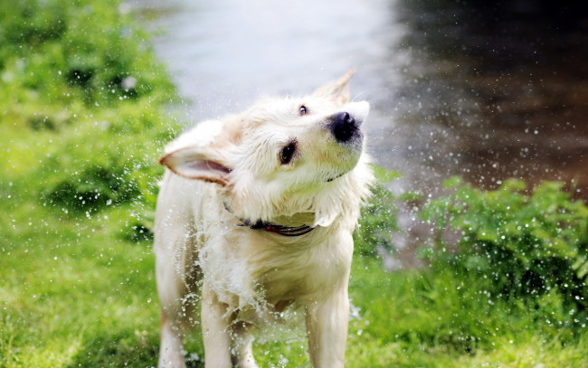 Обои картинки фото животные, собаки, брызги, река, белый, пес