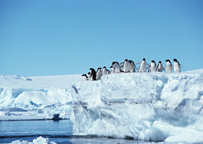 Обои картинки фото животные, пингвины, прыжок, стая, вода, лед