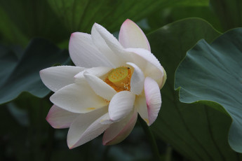 Картинка цветы лотосы белый лотос макро