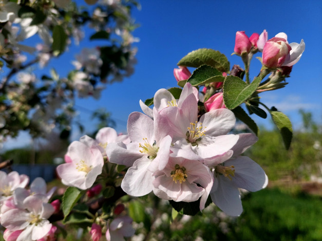 Обои картинки фото цветы, цветущие деревья ,  кустарники, яблоня, цветение, весна, 2022
