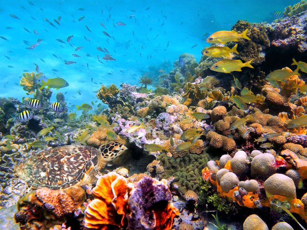 Обои картинки фото животные, морская фауна, море, дно, черепаха, рыбы, кораллы, актинии