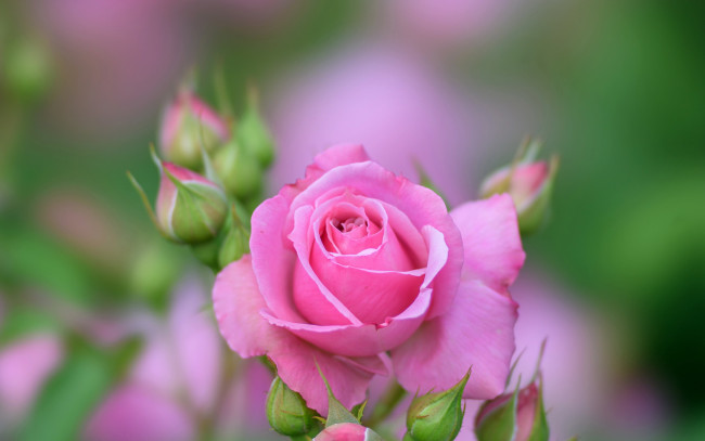 Обои картинки фото цветы, розы, розовая, роза, бутоны
