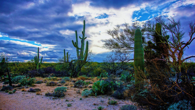 Обои картинки фото saguaro national park, tucson, arizona, природа, лес, saguaro, national, park