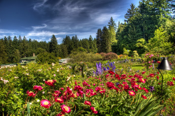 Картинка butchart gardens victoria канада природа парк цветы деревья клумбы