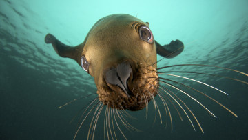 Картинка Чо это животные тюлени морские львы котики морда усы глаза любопытство
