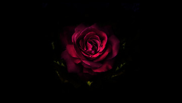 Картинка цветы розы красная фон темный роза