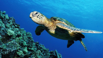 Картинка полет животные Черепахи черепаха риф океан