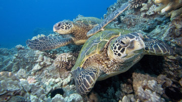 обоя животные, Черепахи, черепахи, риф, океан, подводный