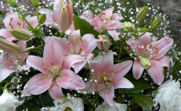Картинка цветы лилии лилейники розовые букет