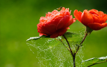 Картинка цветы розы макро паутина